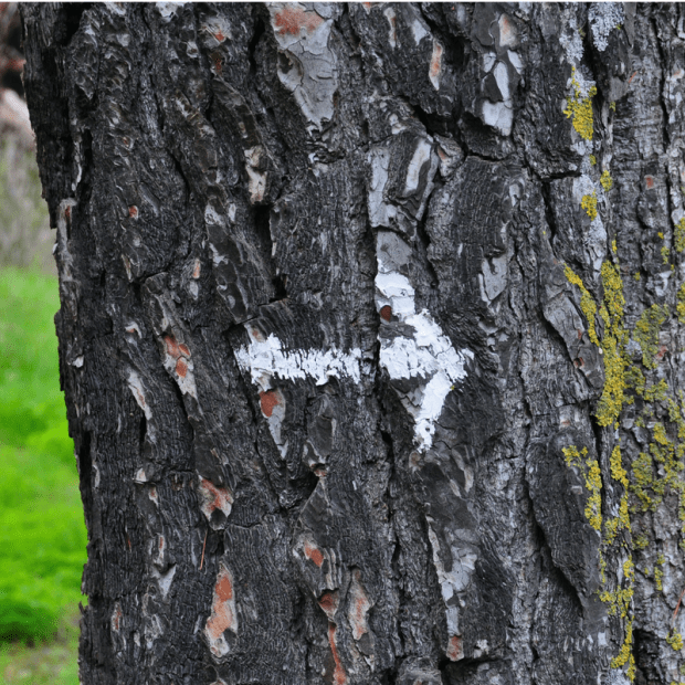 Midlife Monday - Tree Arrow